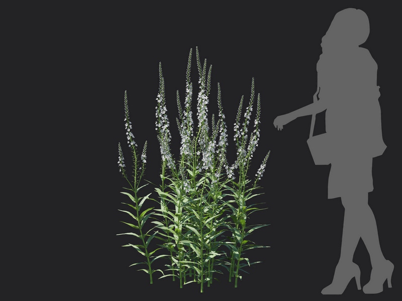 Maxtree - Plant Models Vol.116