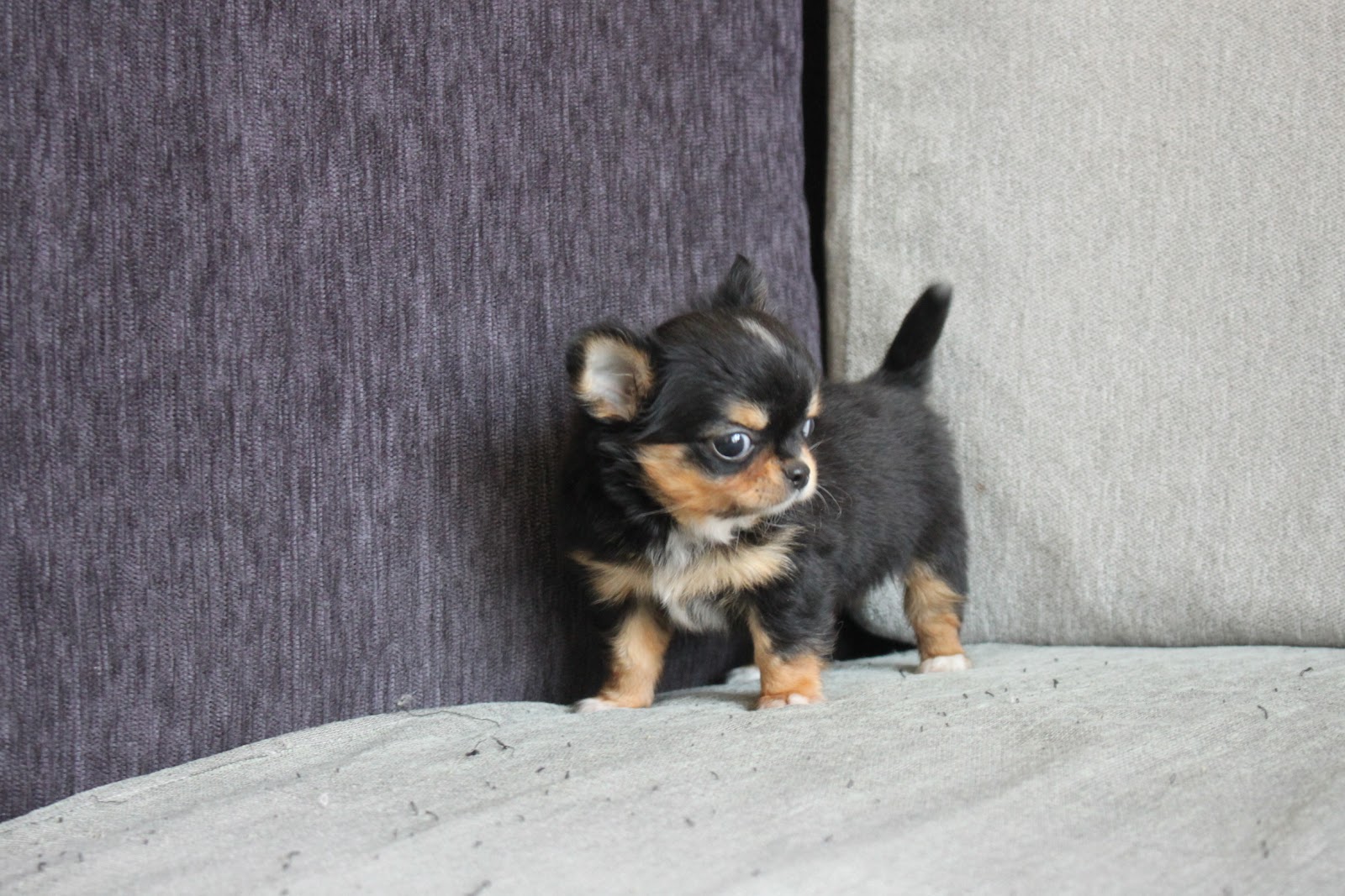 1/25出生 高端優質迷你長毛吉娃娃黑四目妹妹