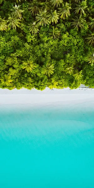Tropical Beach, Aerial View, Palm Trees, Turquoise Sea 2K iPhone Wallpaper Background