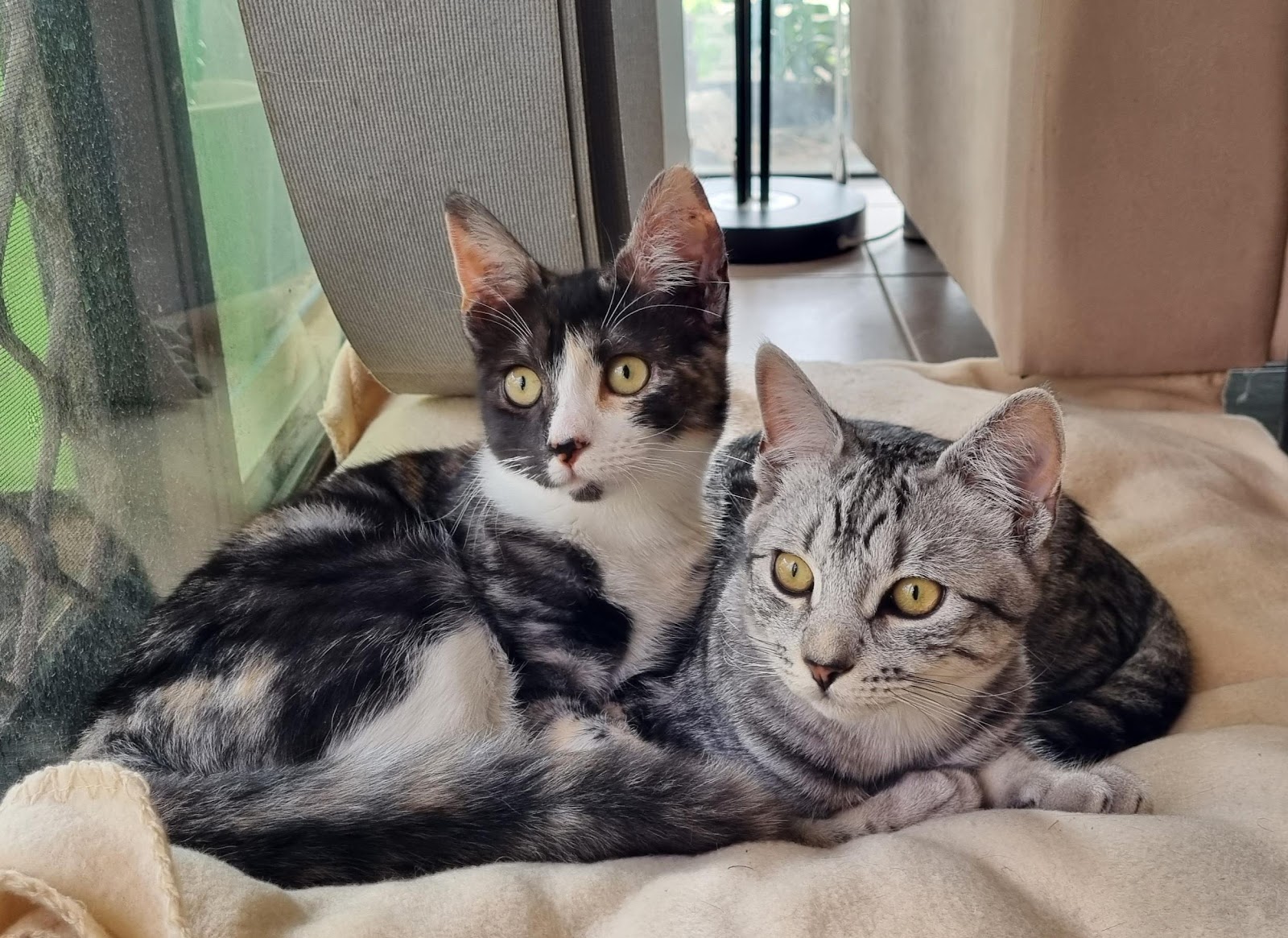 Rainbow and Galaxy - adorable cats enjoying their favorite treats