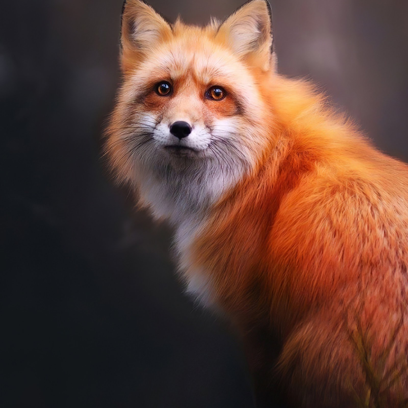 Download Fox, Wildlife, Animal, Mammal, Portrait 4K iPhone