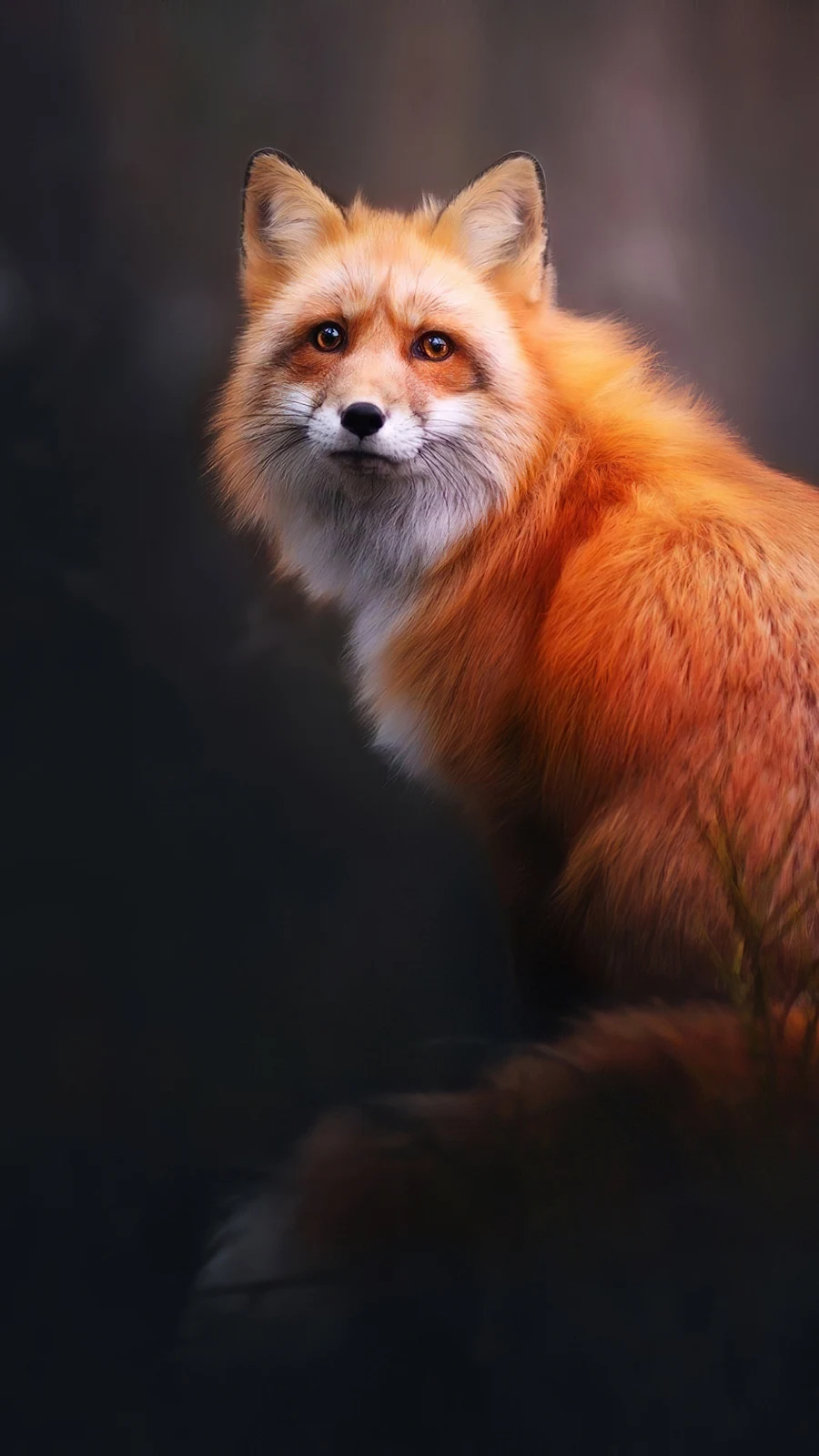 Fox, Wildlife, Animal, Mammal, Portrait 4K iPhone Wallpaper Background [2160x3840] Free Download