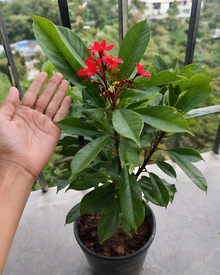Jatropha Plant — view 3