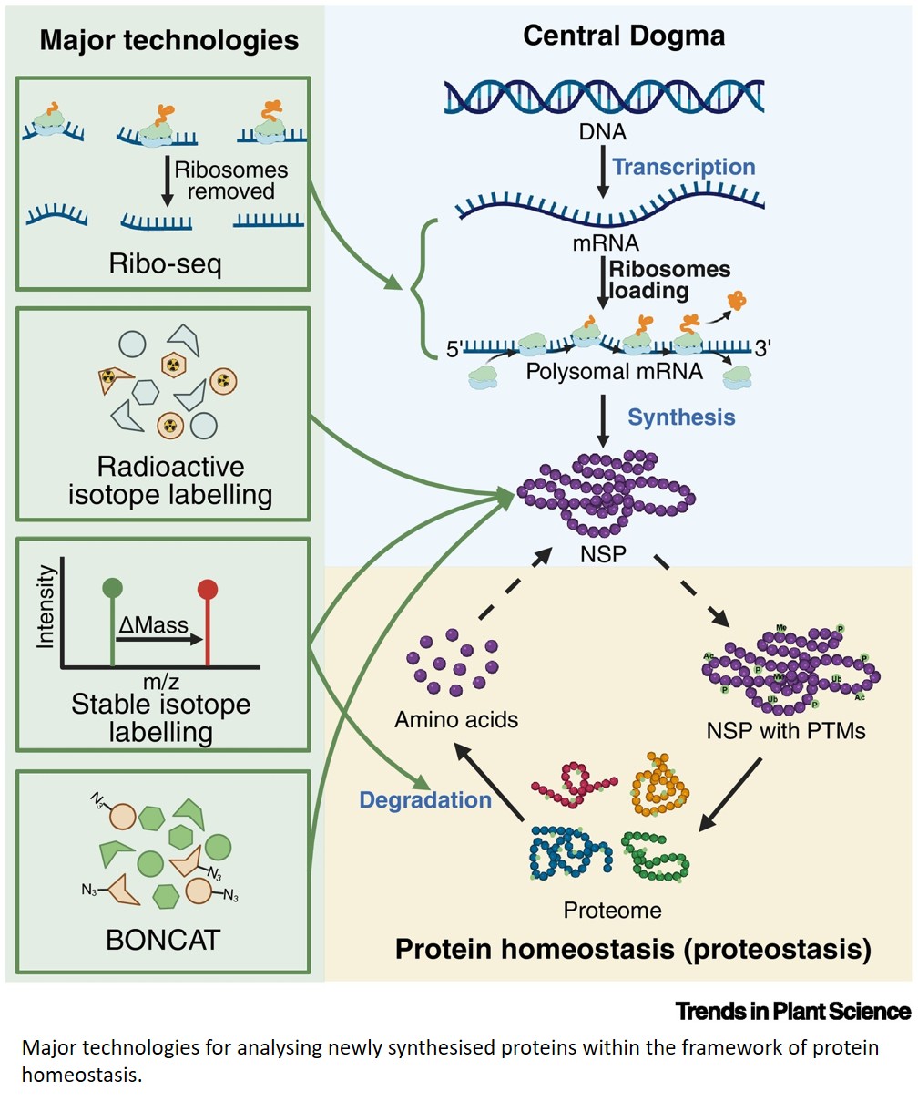 Tracking newly synthesised proteins in plants