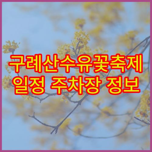 구례산수유꽃축제 일정 주차장 정보 및 꽃구경 꿀팁