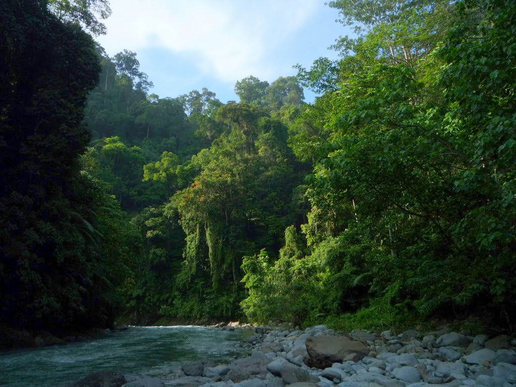 Gunung Leuser National Park. Indonesia ecotourism destination, Indonesia nature travel destination, Gunung Leuser National Park, Bali, Kepulauan Seribu, Bunaken National Park, Gili island, planting mangrove and coral, reef destination. CarbonEthics Indonesia