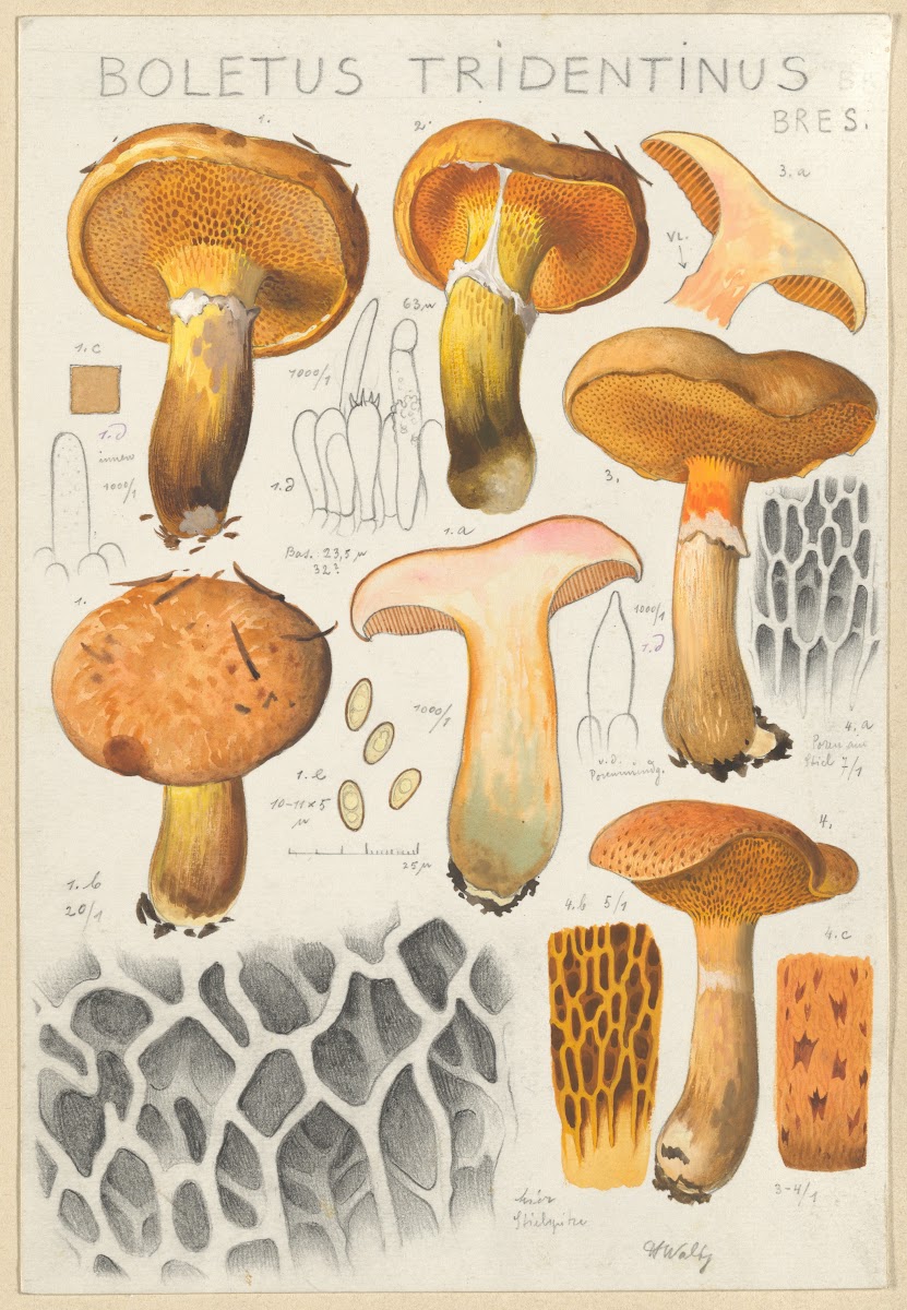 Boletus tridentinus 1915 1945