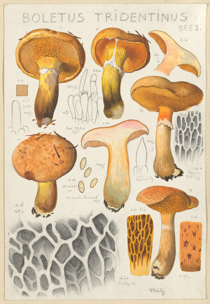 Boletus tridentinus 1915 1945