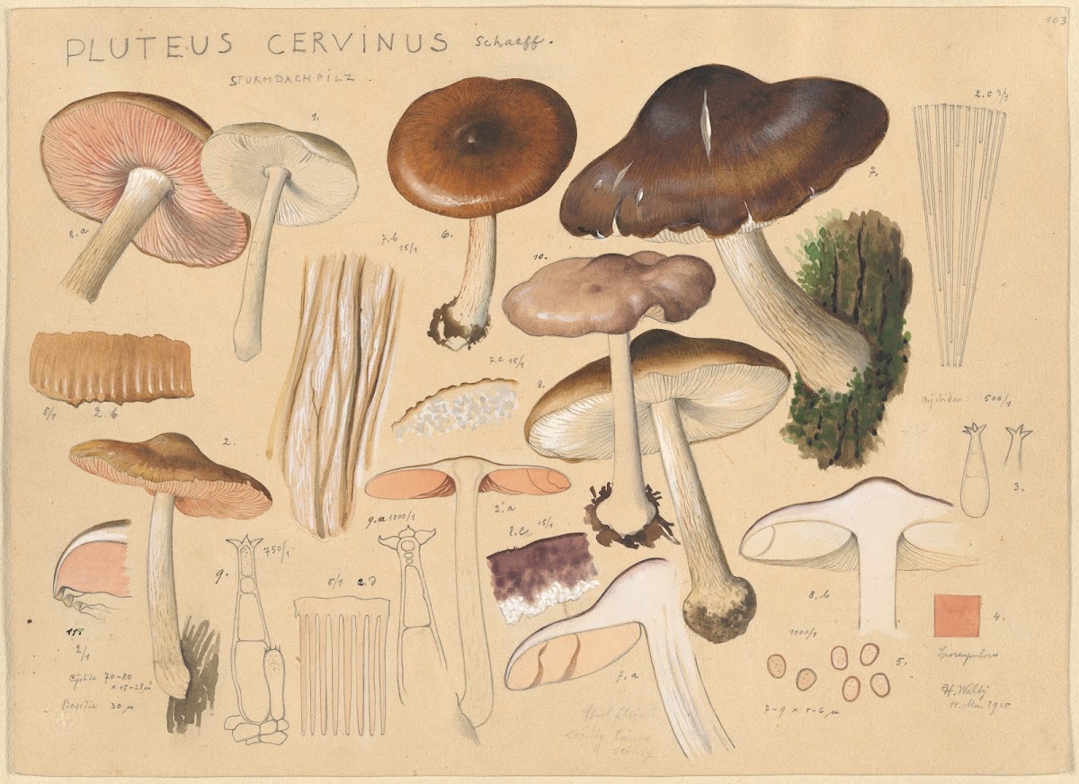 Pluteus cervinus Schaeff 1915 1945