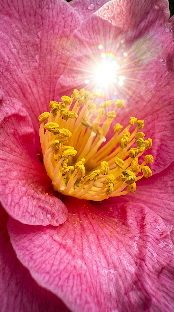 Macro Pink Camellia Flower with Sharp Lens Flare Sunburst - Free mobile Wallpaper