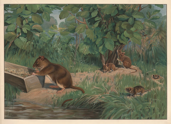 Rats and mice 1910