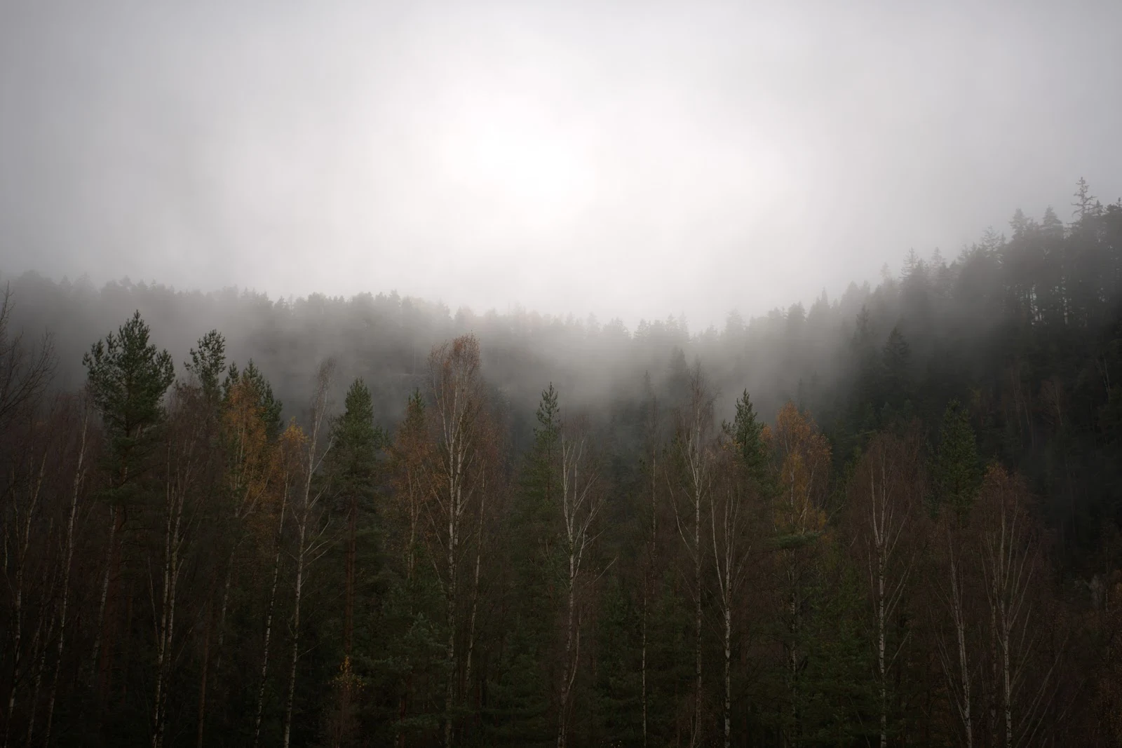 Misty Forest, Foggy Landscape, Autumn Scenery, Woodland Scene 5K Wallpaper Background (7028x4688)