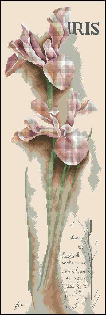 CMP 170223 Iris