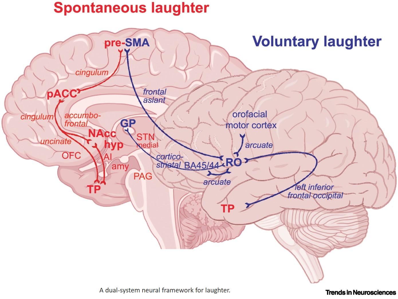The neural basis of laughter