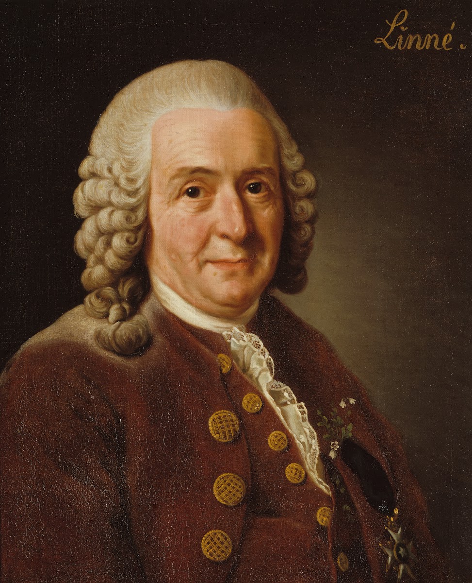 Carl von Linné 1707 1778 botanist professor 1775