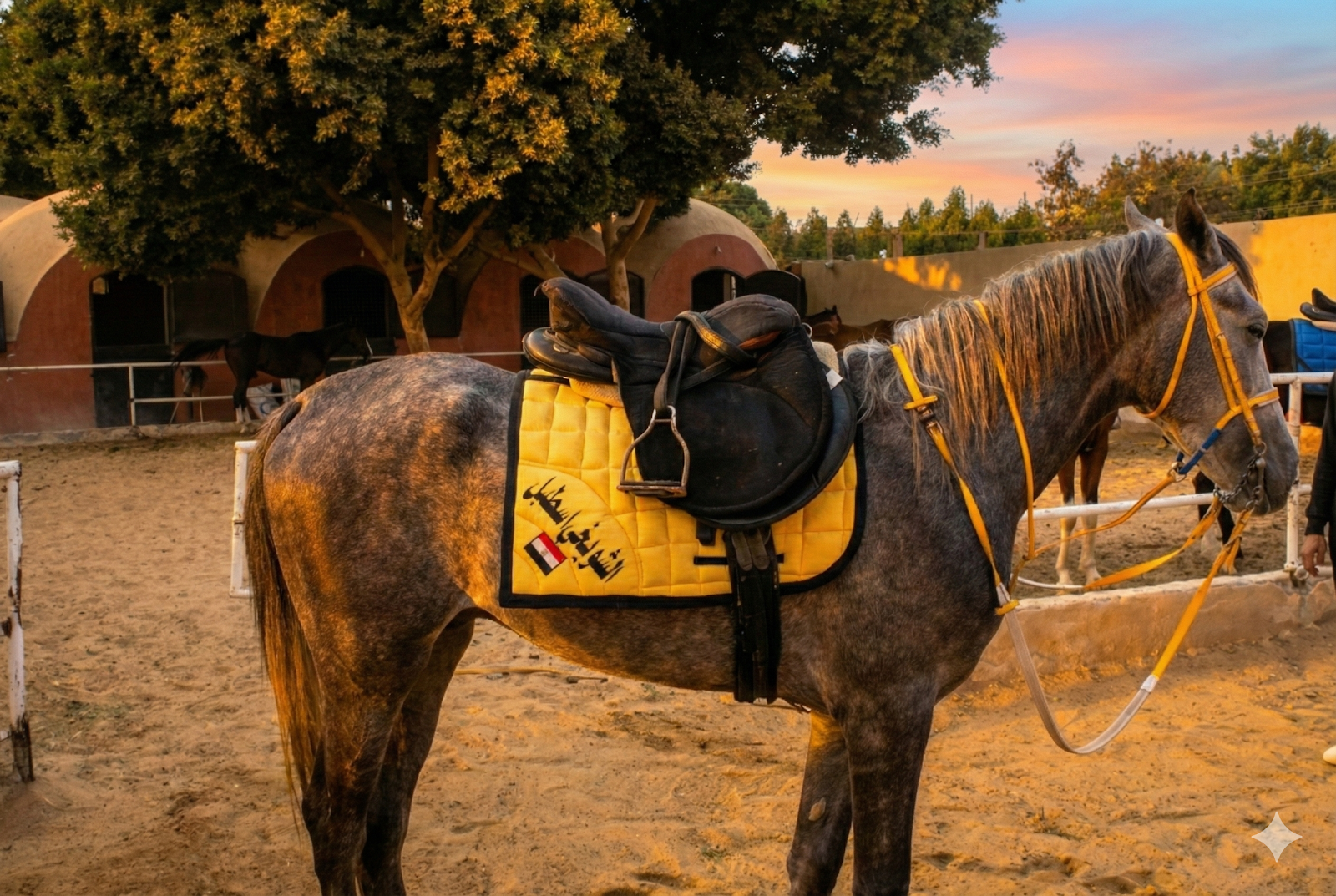Halapeno - Horse available for riding at Kheyool El Shewkhy in Saqqara, Egypt. Behold this unique grey steed, defined by his textured, mottled coat and light m