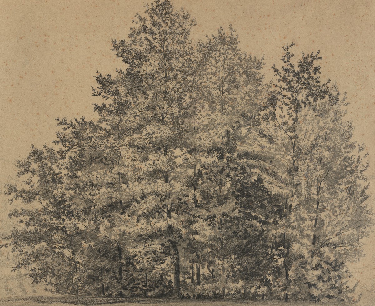 Große Baumstudie 1880