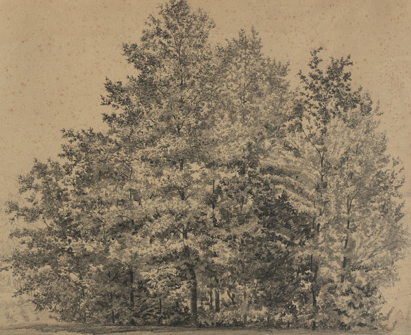 Große Baumstudie 1880
