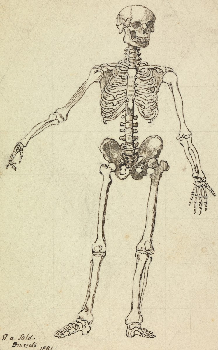 Drawing of a Skeleton 1881