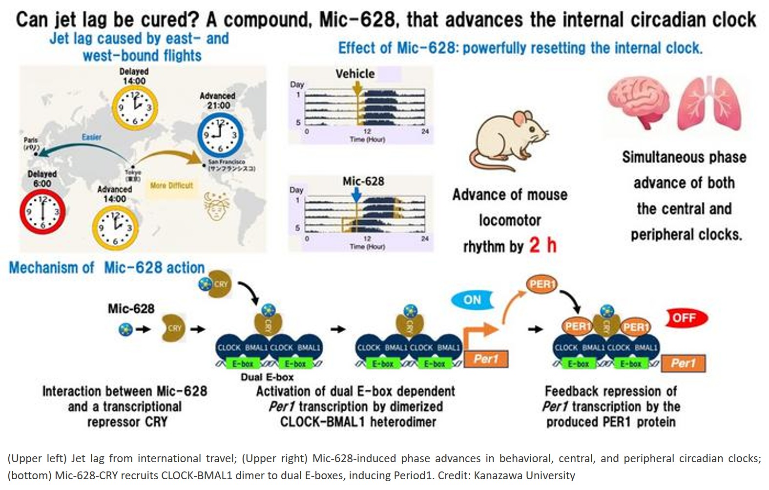A drug to cure jet lag?