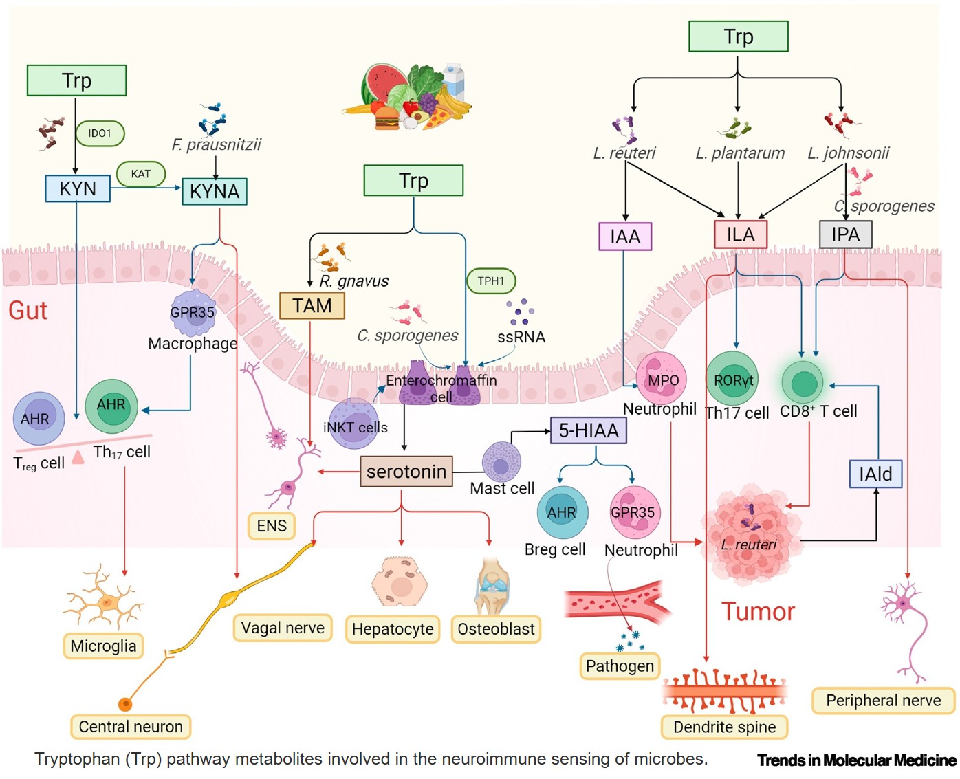 Cross talk between microbe derived tryptophan metabolites and neuroimmune system