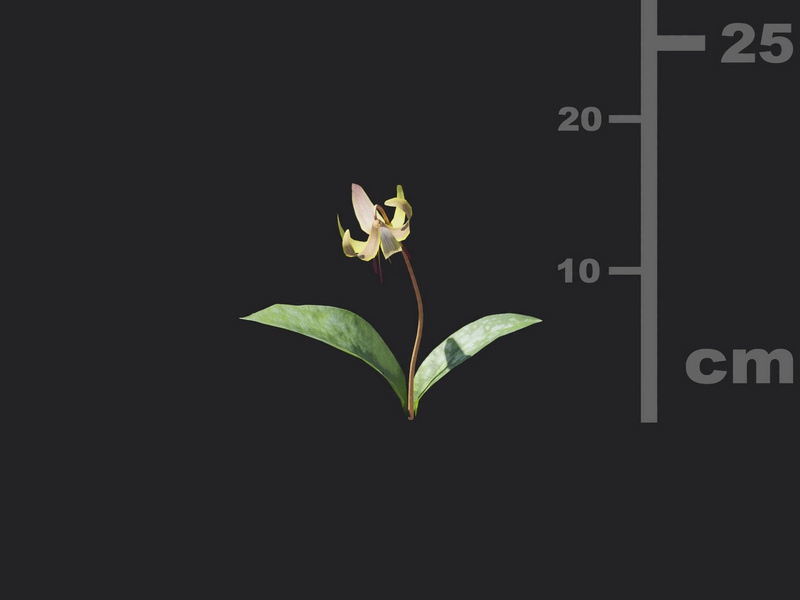 Maxtree - Plant Models Vol.116