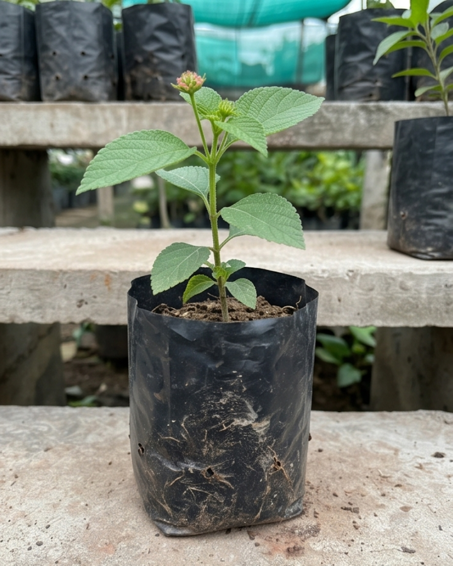 Lantana Pink Plant — view 3