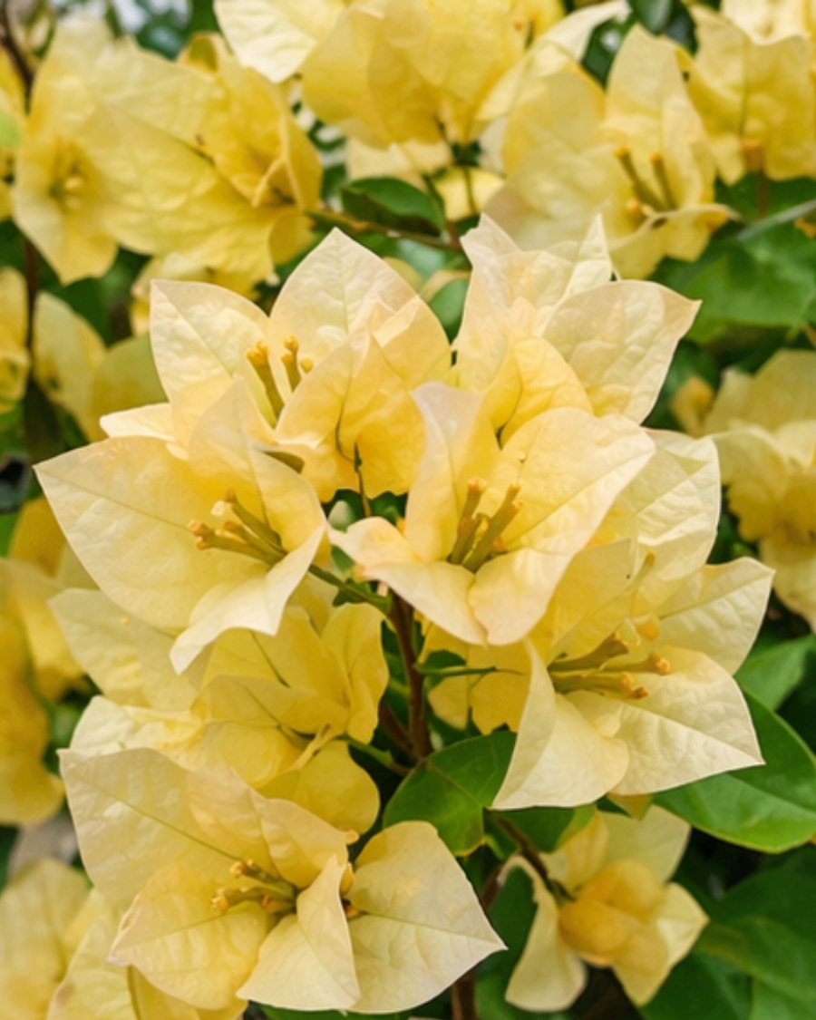Imported Suverna Bougainvillea Plant — view 6