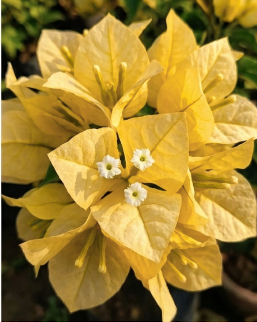 Imported Moonlight Yellow Bougainvillea Plant — view 2
