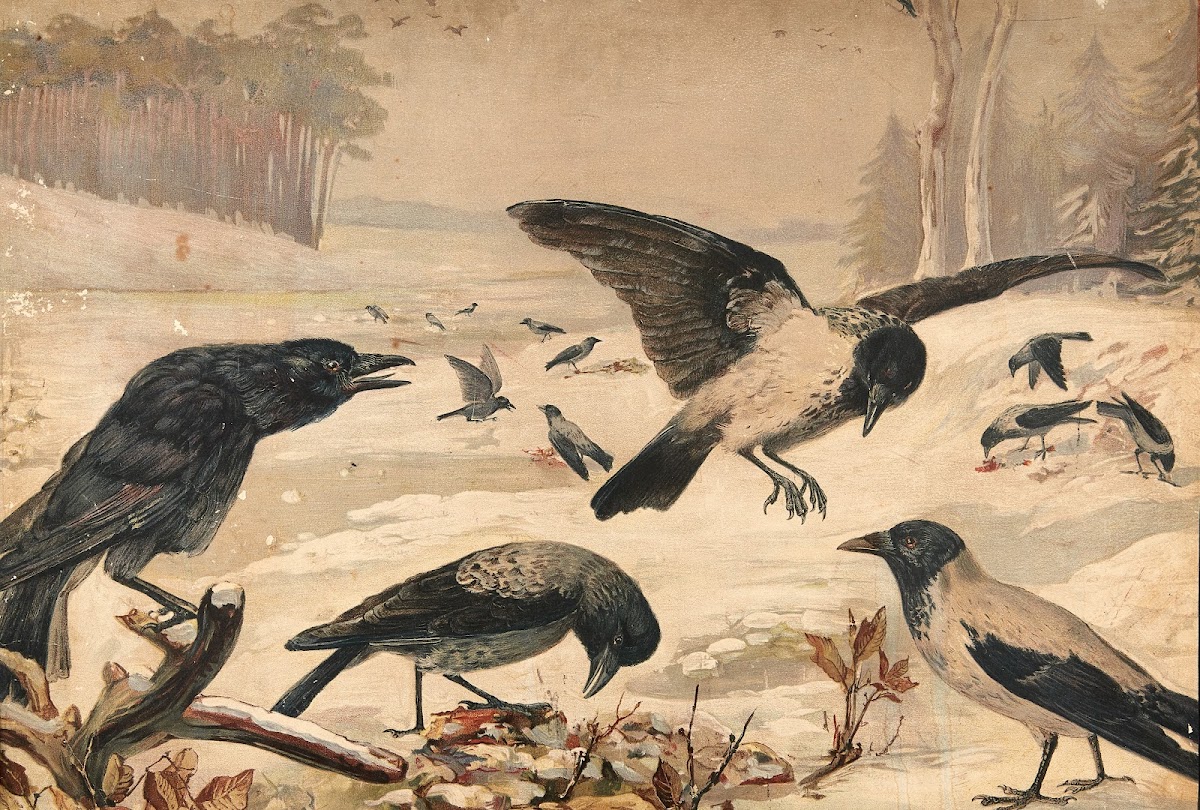 Crows and rooks 1910
