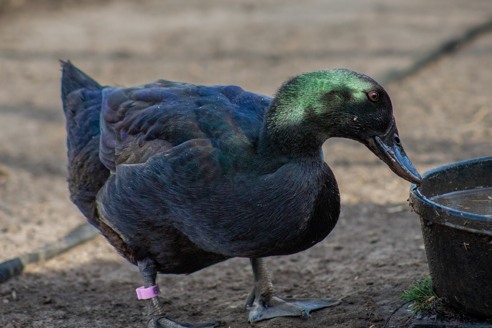 Cayuga Duckling