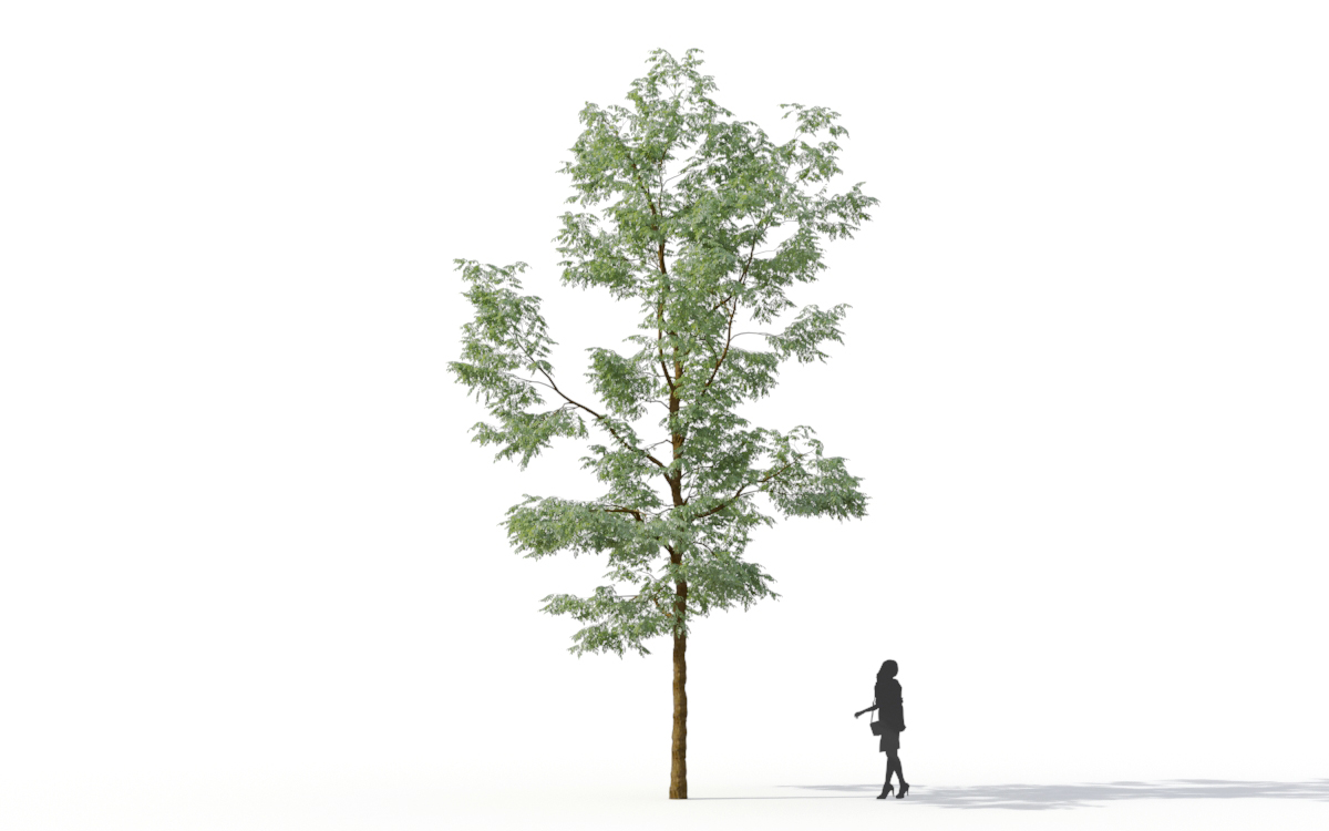 Maxtree - Plant Models Vol.11