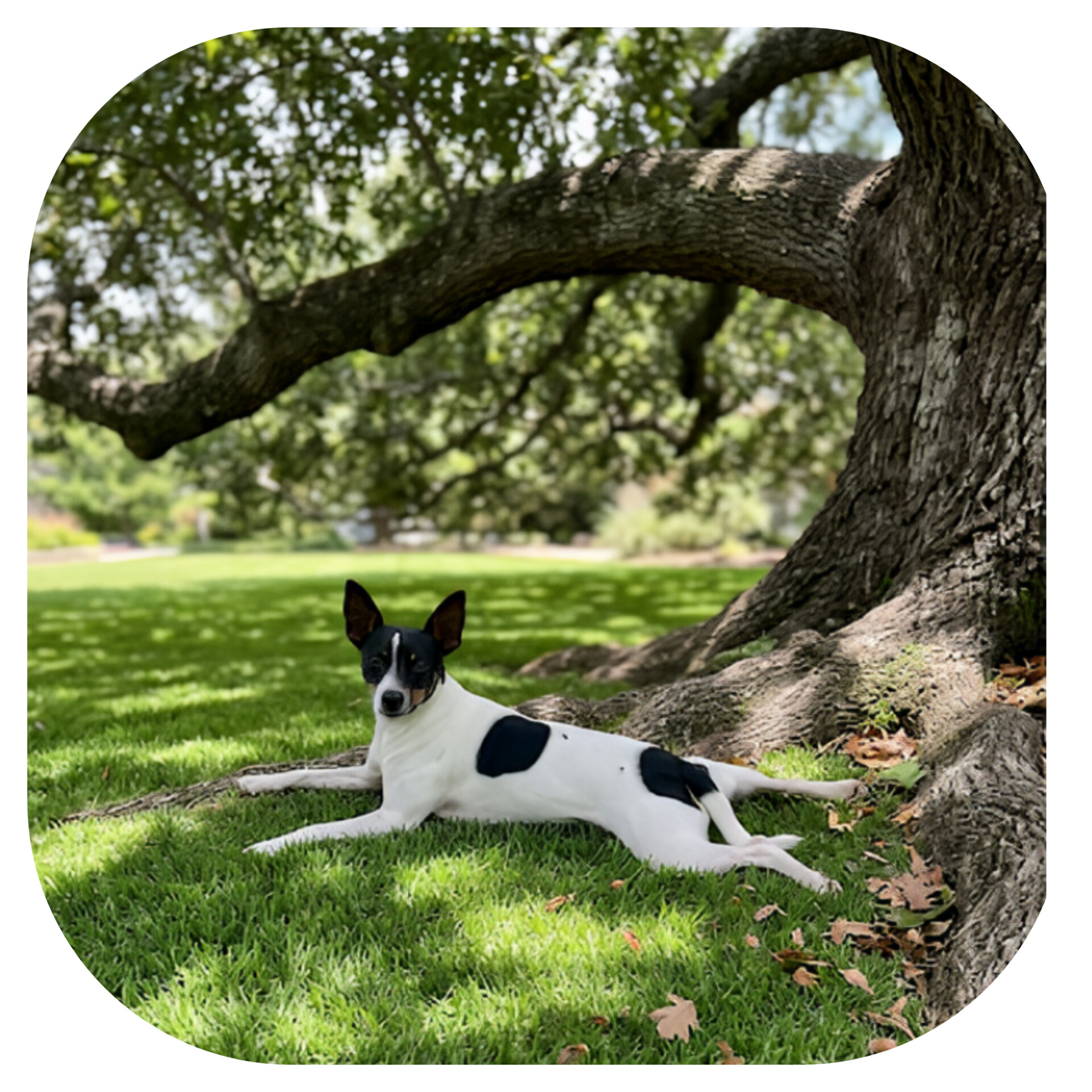 Kiddee under the oak tree
