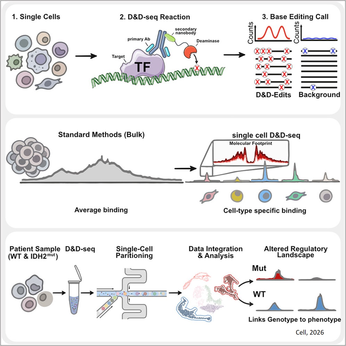Single-cell mapping of regulatory DNA-protein interactions