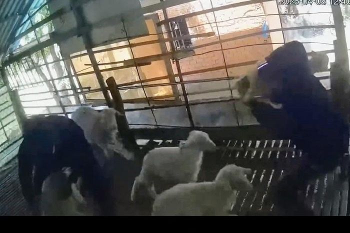 Camera ghi cảnh nhóm thanh niên xông vào chuồng bắt trộm 3 con cừu - Báo Pháp Luật TP.HCM