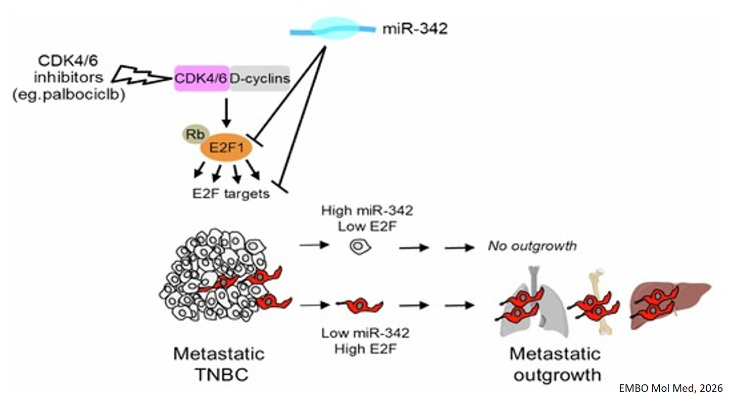 Metastasis of triple negative breast cancer is regulated by a targetable miR-342-E2F network