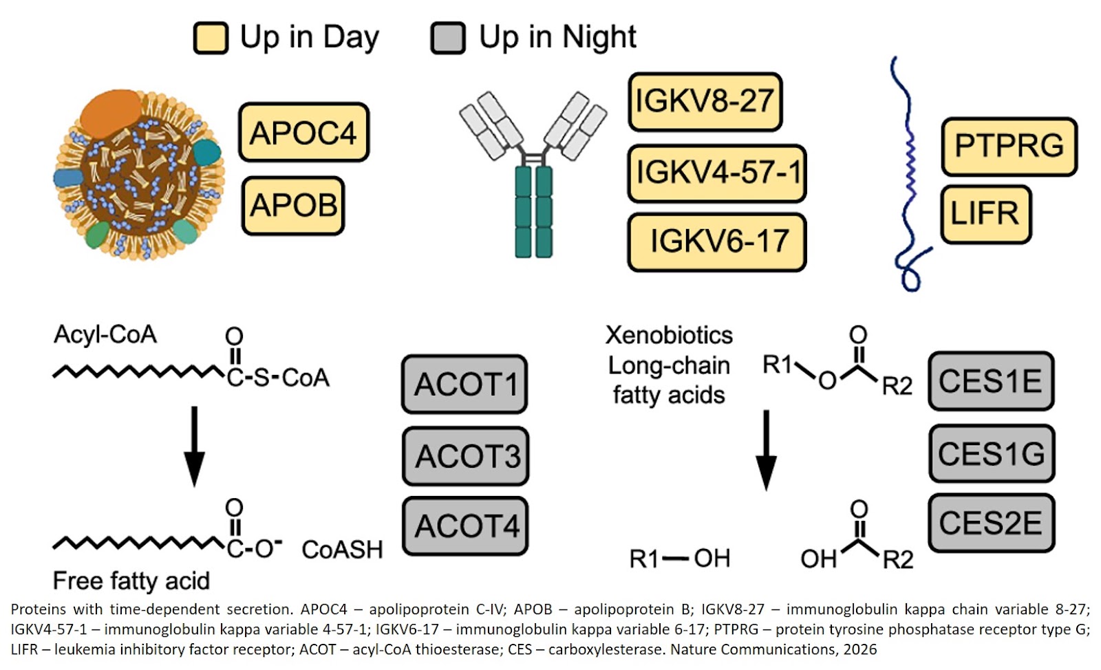 Timed secreted proteomes reveal regulation of hepatokines by the liver circadian clock