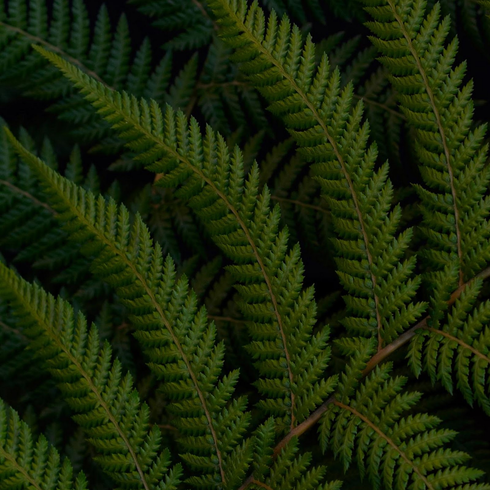 Download Deep Green Fern Leaves Full HD iPhone
