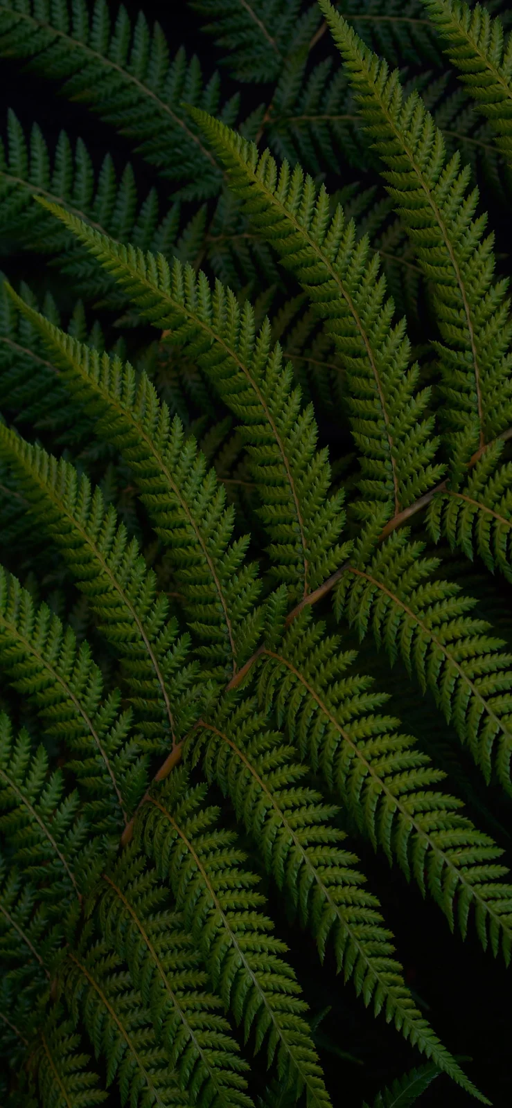 Deep Green Fern Leaves - Nature Photography Full HD iPhone Wallpaper (1384x2998)