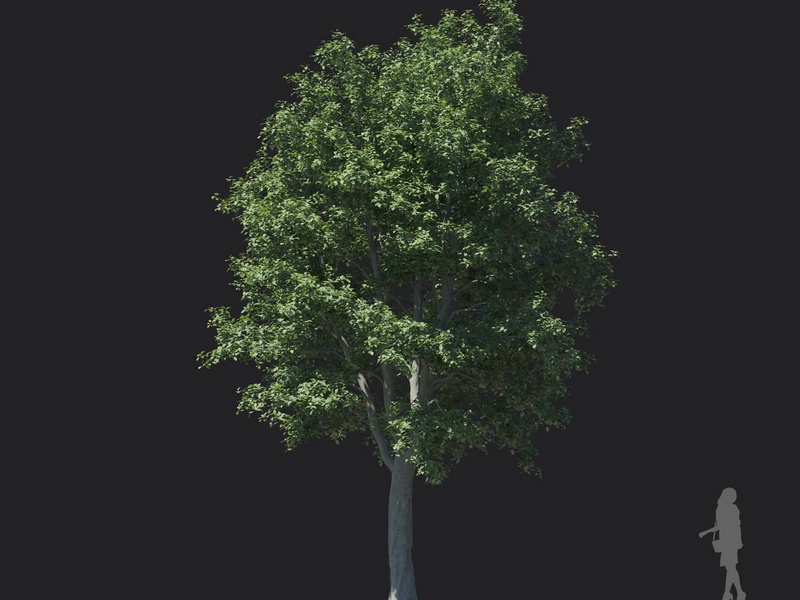 Maxtree - Plant Models Vol.121