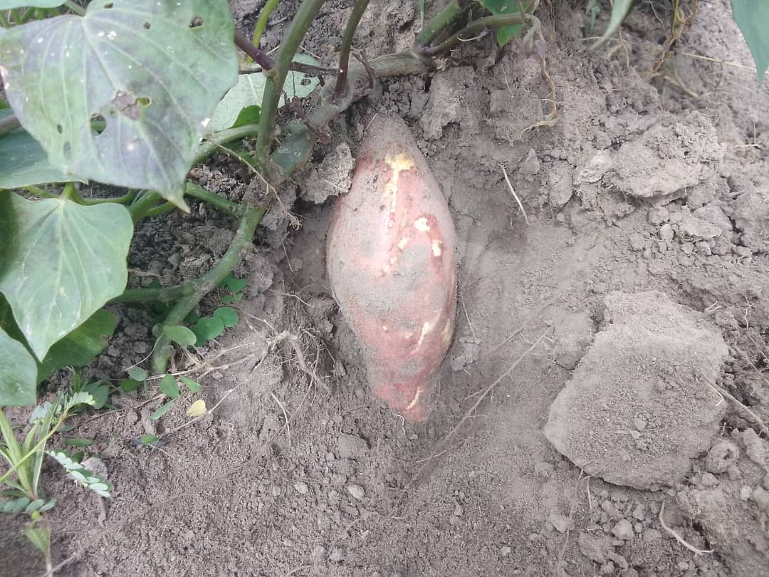 Sweet Potato