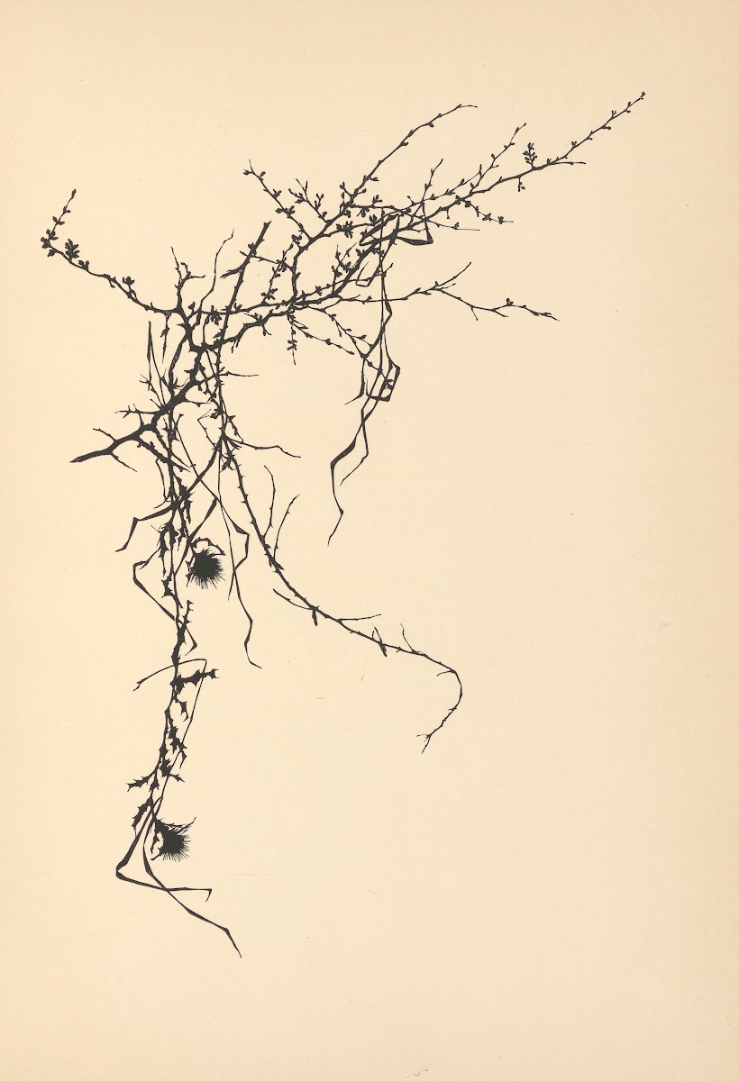 Vertrauen Pl08 1933
