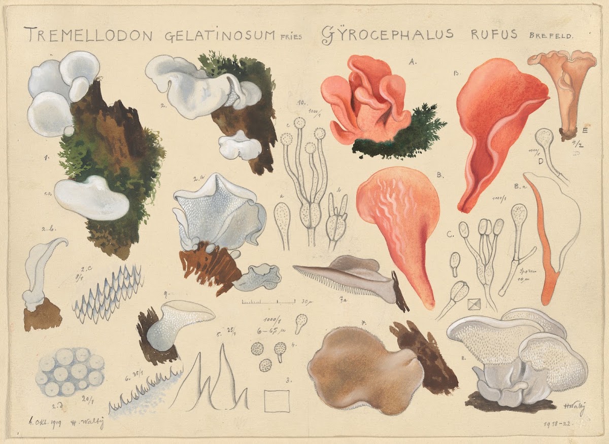 Tremellodon gelatinosum Fries und Gyrocephalus rufus Brefeld 1915 1945