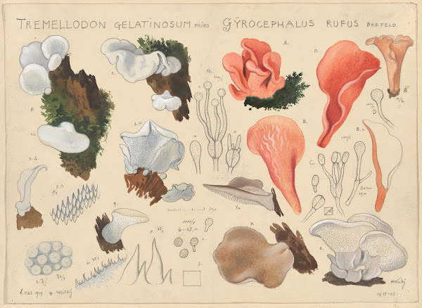 Tremellodon gelatinosum Fries und Gyrocephalus rufus Brefeld 1915 1945