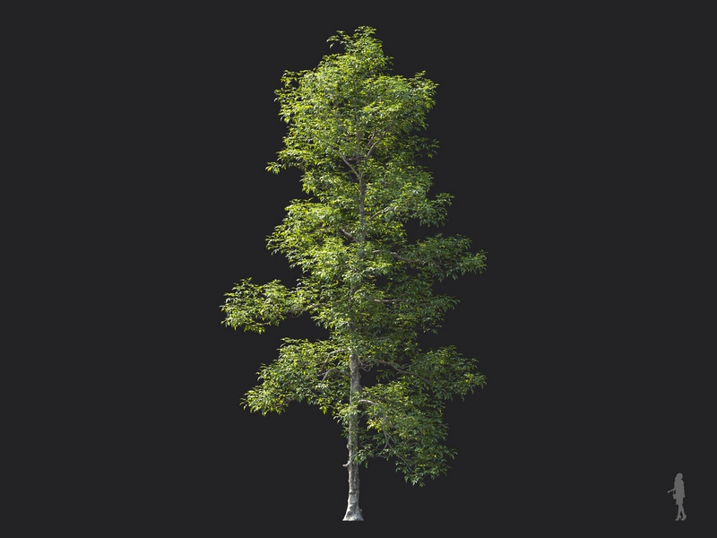 Maxtree - Plant Models Vol.124