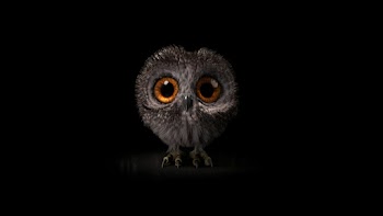 Baby Owl Wallpaper
