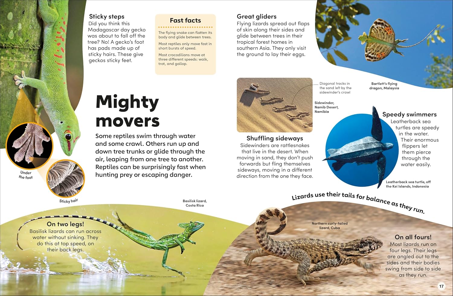 Eyewonder Reptiles - thumbnail 2