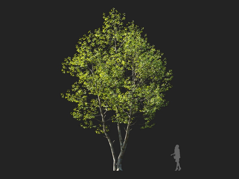 Maxtree - Plant Models Vol.114