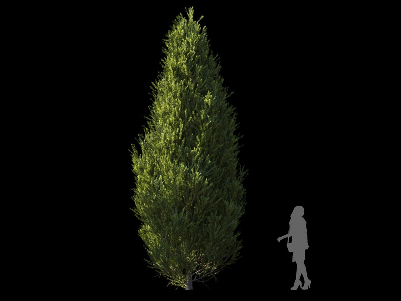 Maxtree - Plant Models Vol.120