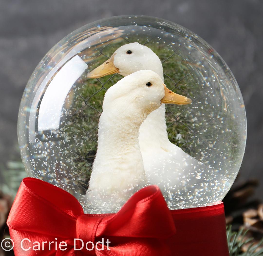 Jumbo Pekin Duckling